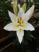 [5316 Sunny Azores No01.JPG]